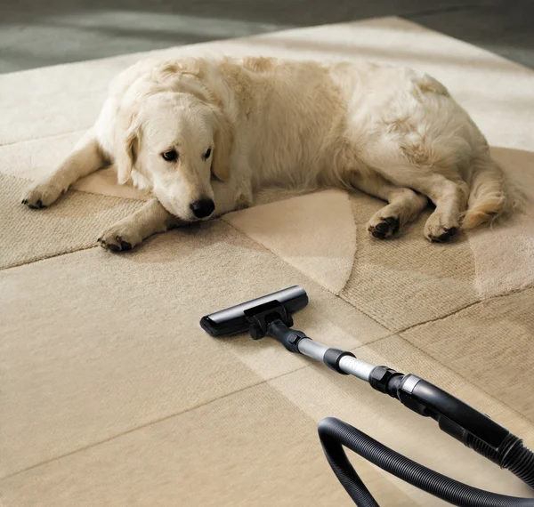 地毯的狗 — 图库照片