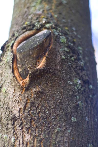 Ramo de árvore — Fotografia de Stock