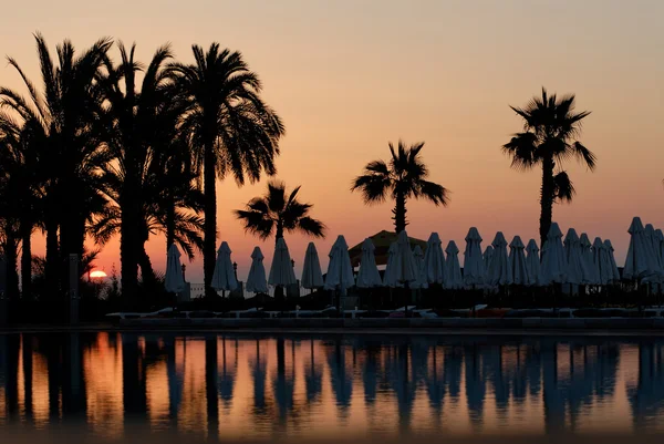 Sunset and palms — Stock Photo, Image