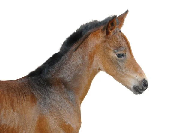 新しい子馬 — ストック写真