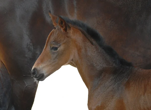 Brand new foal — Stock Photo, Image