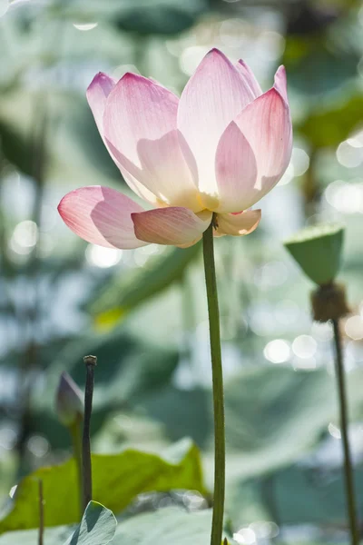 stock image Lotus