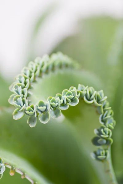 stock image Kalanchoe Plantlets