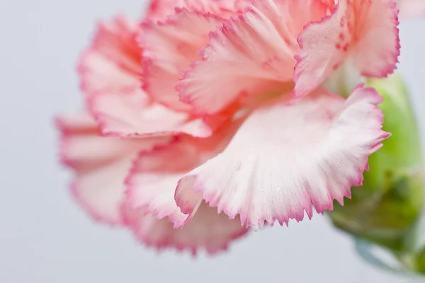 Cabeça de cravo rosa — Fotografia de Stock