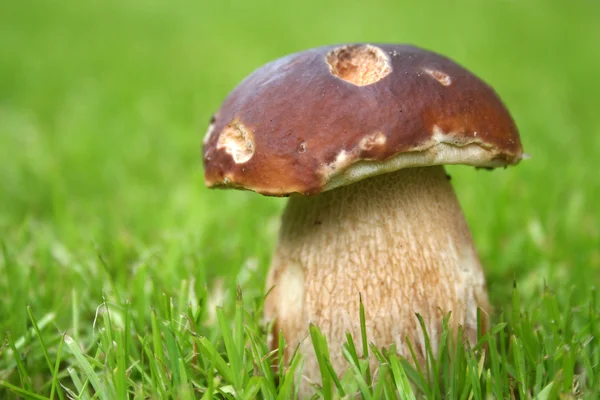 Mushroom in a grass — Stock Photo, Image