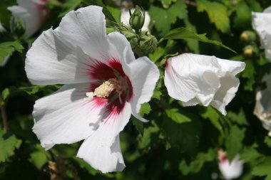 Hibiscus çiçek