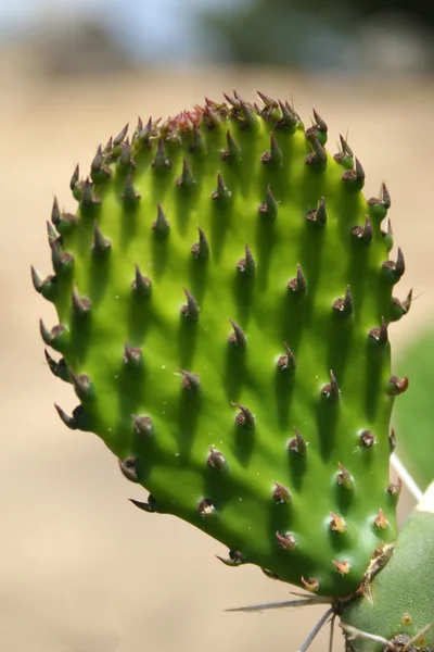 stock image Opuntia