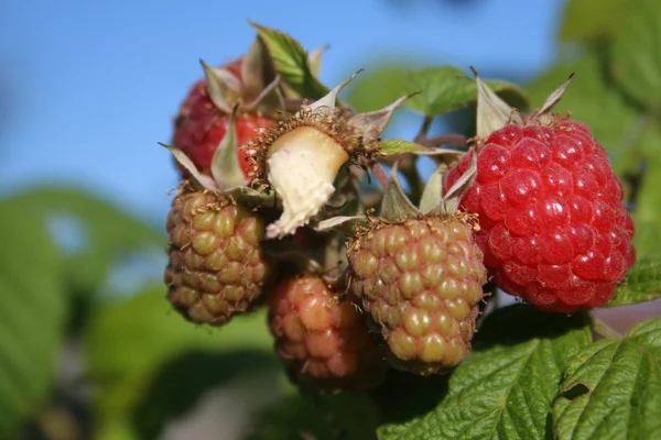 stock image Raspberry on a bush