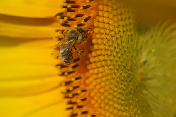 stock image Sunflower with bee