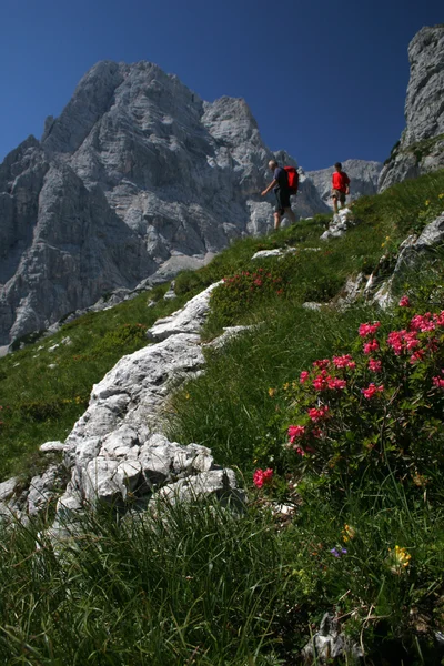 Vistas a la montaña con flores rojas — Foto de Stock