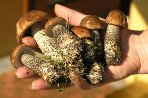 Picked mushrooms — Stock Photo, Image