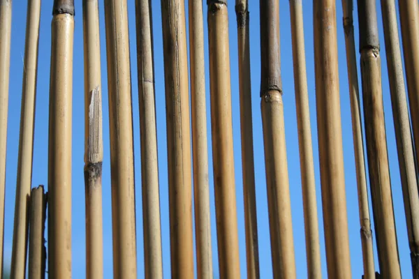 Бамбуковые стебли на голубой пекарне — стоковое фото
