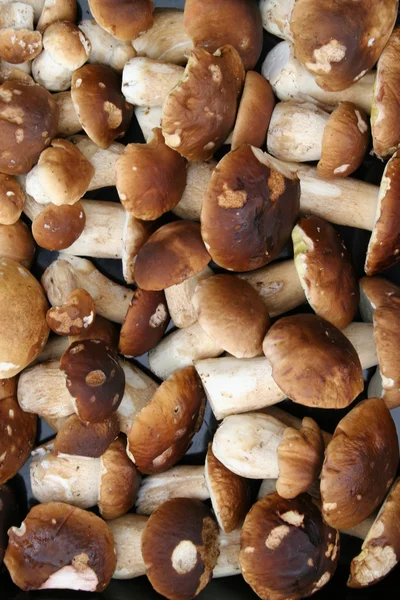 Mushroom background — Stock Photo, Image