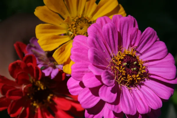Flowerage - purple, yellow, red — Stock Photo, Image