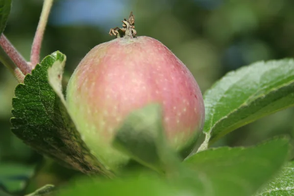 사과 나무 가지에 — 스톡 사진