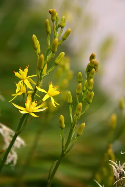 stock image Yellow flowers. Nature background