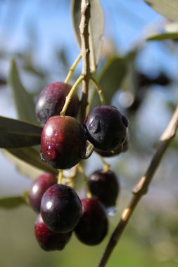 zeytin