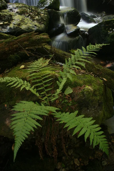 Male fern in het forest — Stockfoto