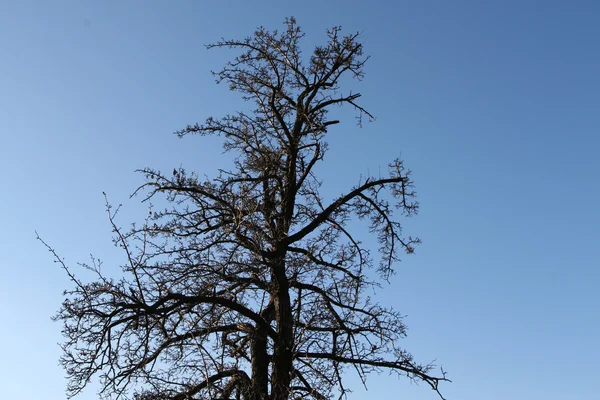 Árbol muerto — Foto de Stock