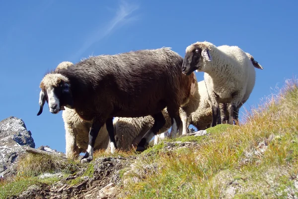 stock image Sheep on a pasture