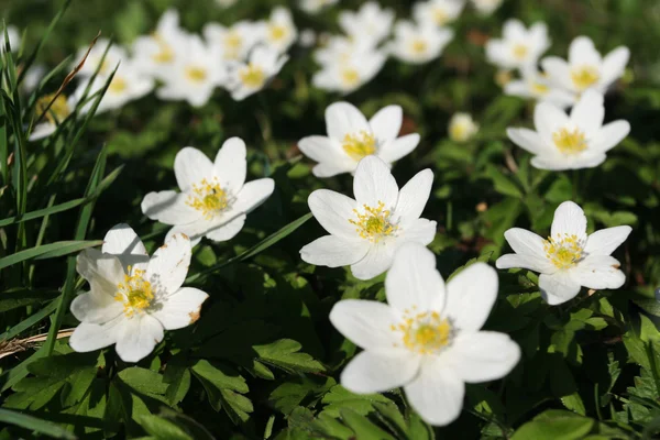 stock image Spring blooms - anemone