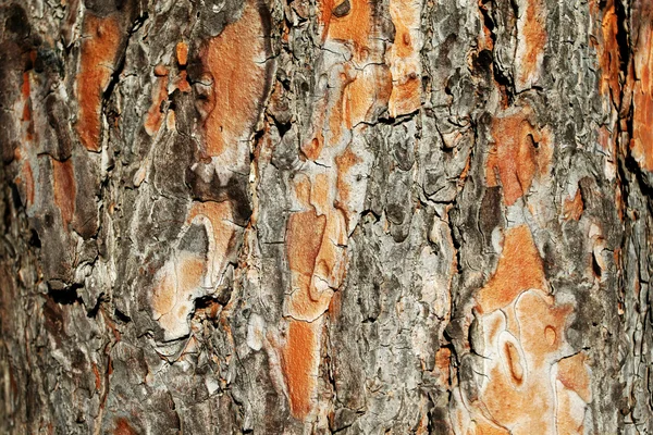 Pine bork — Stock Photo, Image