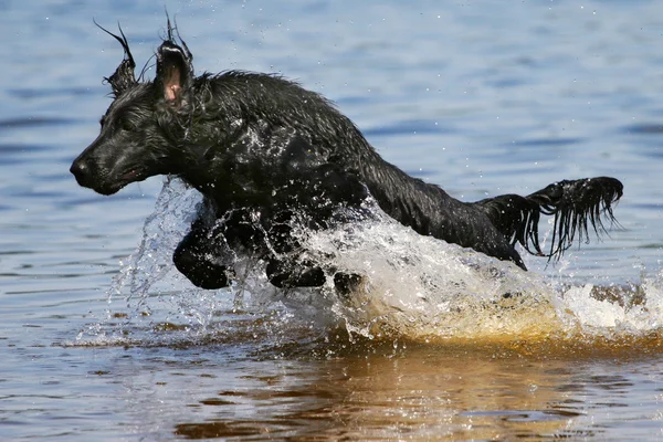 stock image Dog jumping out of water