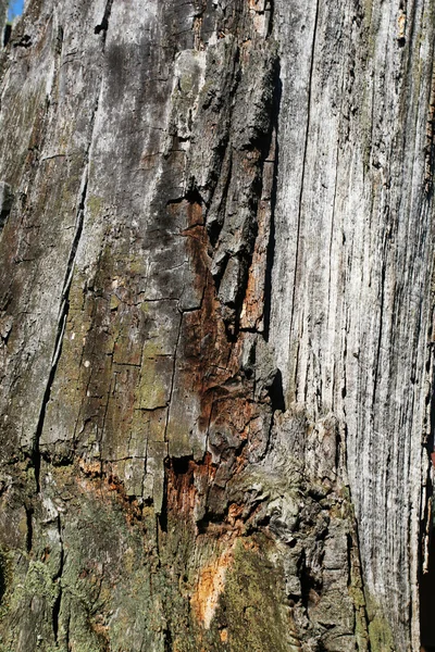Superfície da árvore morta — Fotografia de Stock