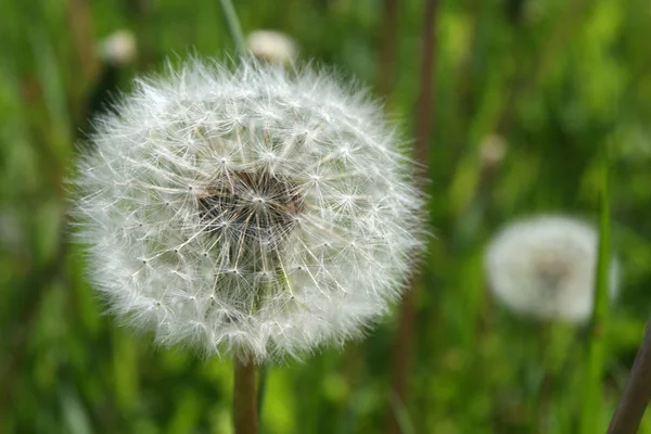 stock image Blowball