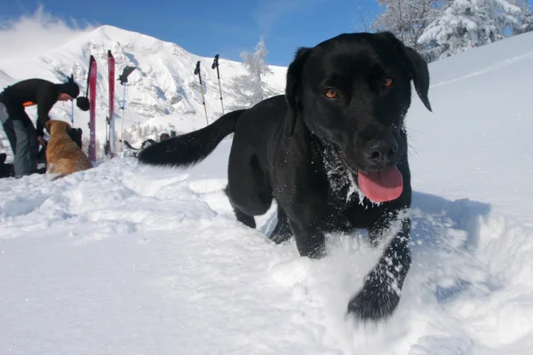 Perro alegría en polvo nieve — Foto de Stock