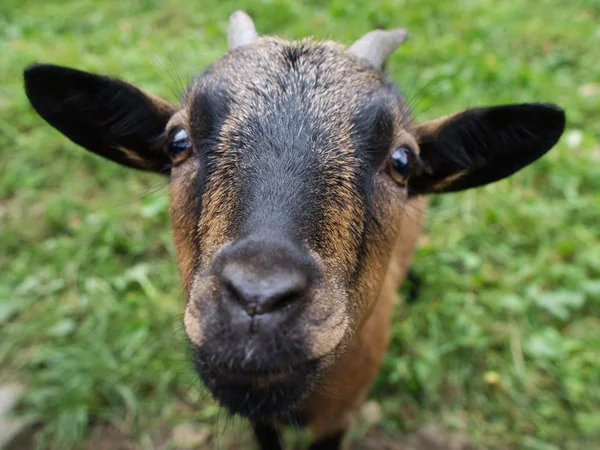 Stock image Curious goat