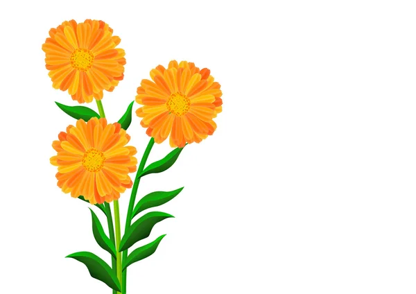 Flores cor de laranja — Vetor de Stock