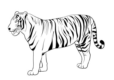 Tiger clipart