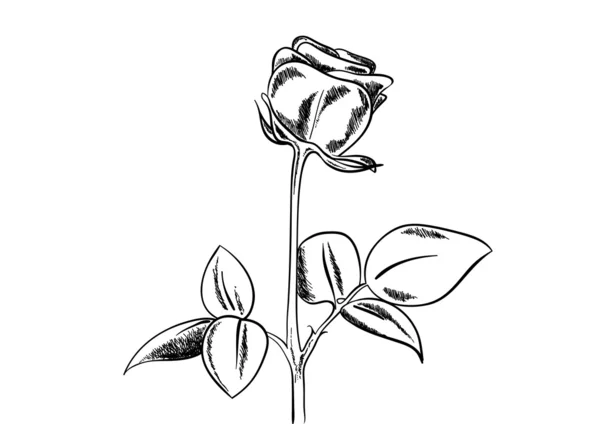 Роуз — стоковий вектор