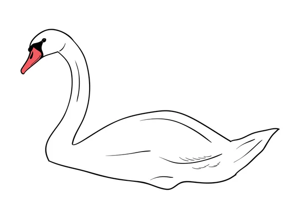 Cisne — Vector de stock
