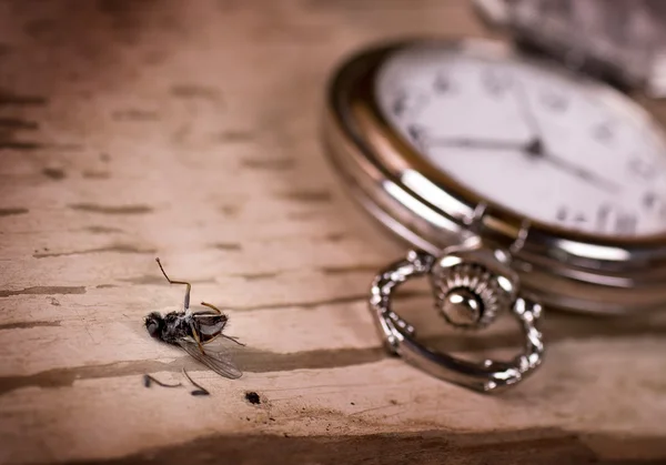 Kapesní hodinky a moucha — Stock fotografie
