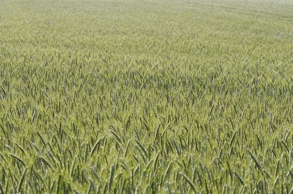 耕地的燕麦 — 图库照片