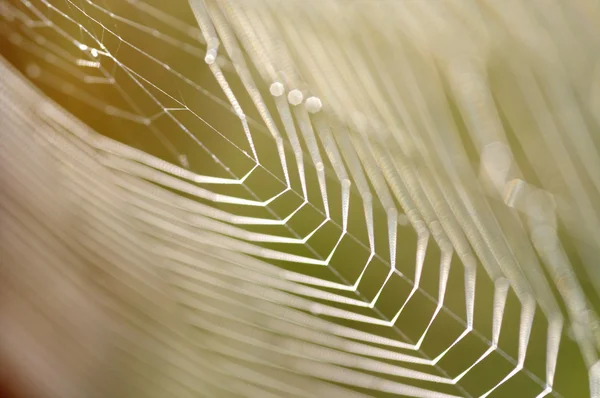 涙にぬれたクモの巣 — ストック写真