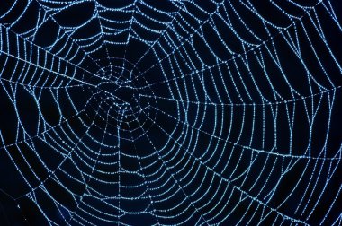 parlak dewdrops ile örümcek ağı