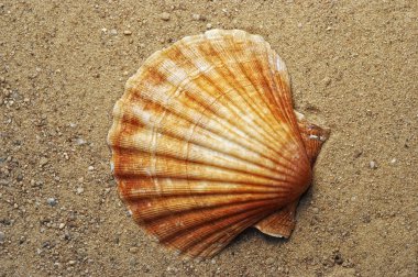 Shell on the sand clipart