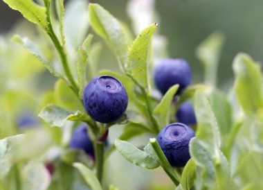 Blueberry shrubs clipart