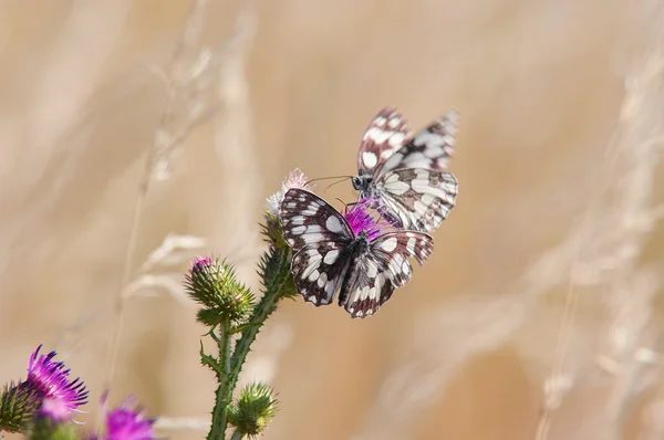 Thistle kelebekler — Stok fotoğraf