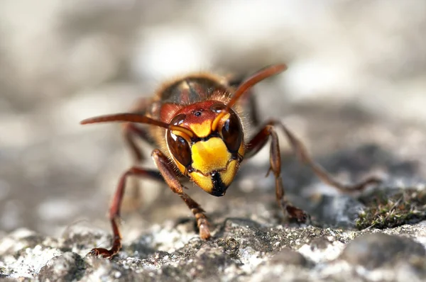 Mandíbulas de vespa gigante — Fotografia de Stock