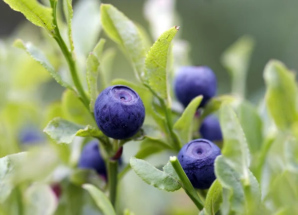 Blueberry shrubs — Stock Photo, Image