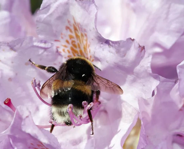 Bescheidene Biene in der Blüte des Rhododendrons — Stockfoto
