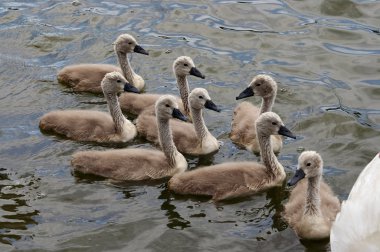 Squeakers - cygnets