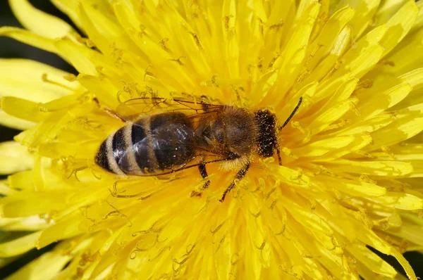 Biene auf der Blüte — Stockfoto
