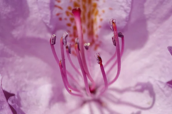 Blom av rhododendron — Stockfoto