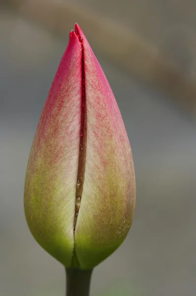 Papula of tulip — Stock Photo, Image