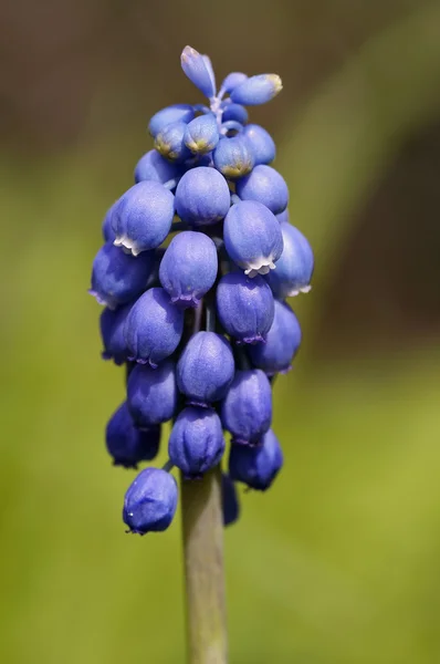 Druivenmost hyacint — Stockfoto